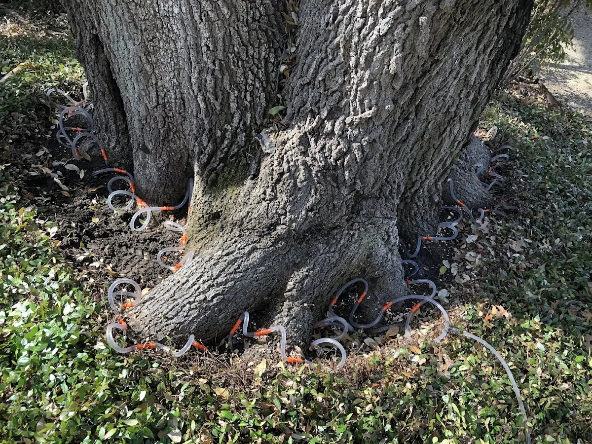 Detailed Tree Cabling and Bracing job site in Port Washington