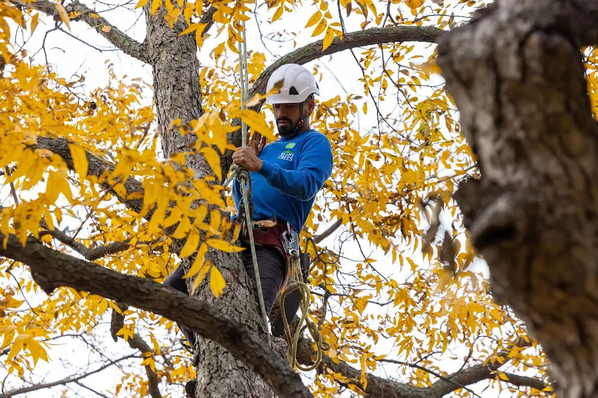 Skilled Storm Damage Cleanup crew working in Port Washington